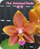 Phal. Meidarland Chambe